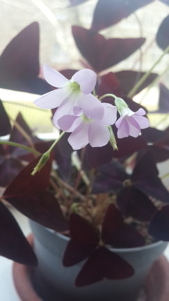 Наши домашние вдохновители и просто невозможные любимки! №140629