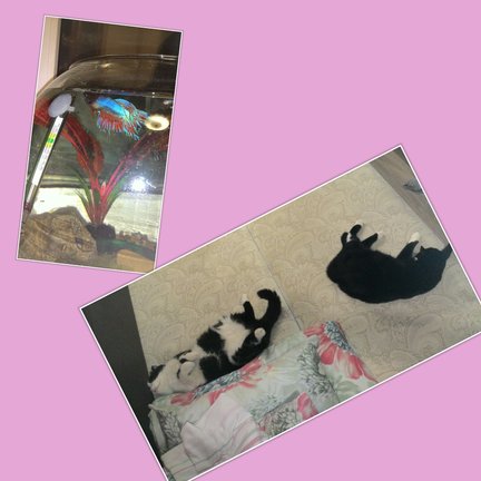 Наши домашние вдохновители и просто невозможные любимки, часть 2 №140723