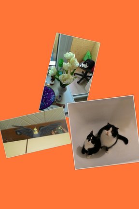 Наши домашние вдохновители и просто невозможные любимки, часть 2 №140724