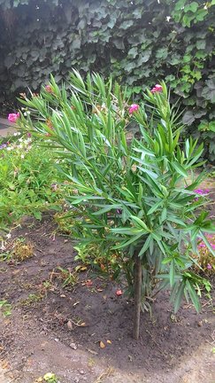 Наши домашние вдохновители и просто невозможные любимки, часть 2 №140756