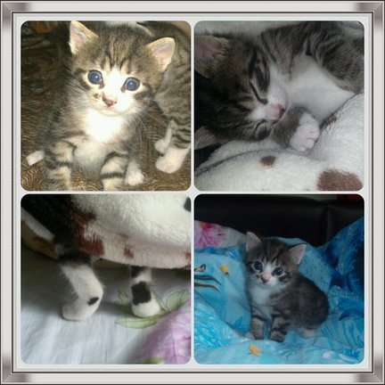 Наши домашние вдохновители и просто невозможные любимки, часть 2 №140937