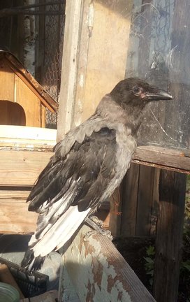 Шишкин №146510