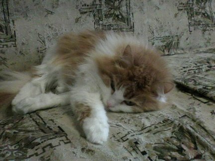 Цветы в чашке №148415