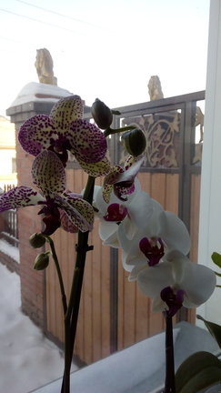 Мои любимые комнатные цветы №152193