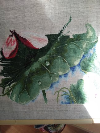 Карпы №154884