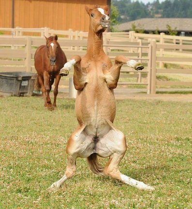 Забавное в дикой природе. Улыбнитесь! №154887