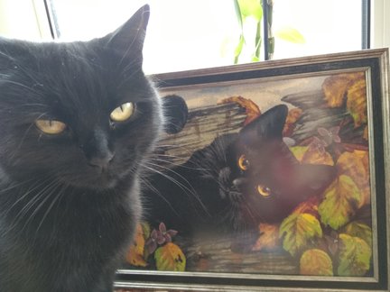 Ещё кошечка Гармашовой №155055