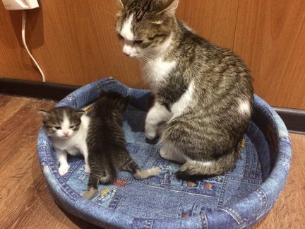 Домашние животные №155535