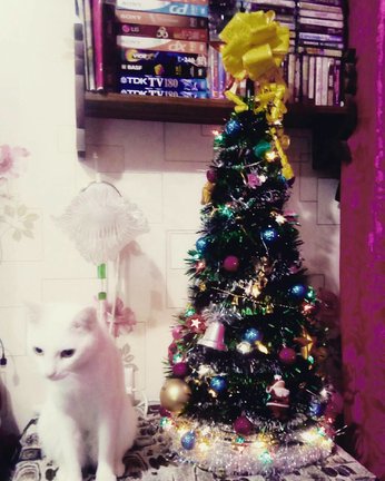 Наши ёлки №160909