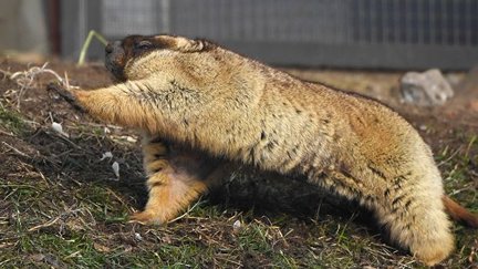 Как зимует московский зоопарк №163201