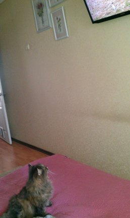 Наши домашние любимчики №163482