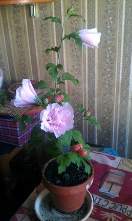 Мои любимые комнатные цветы №163982