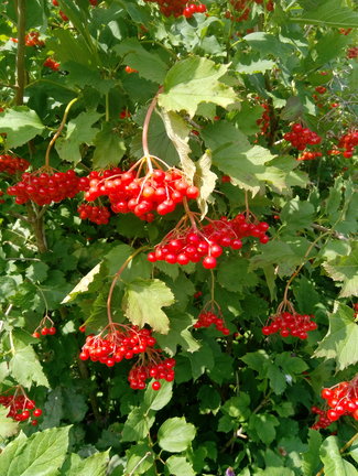 Лотос №165724