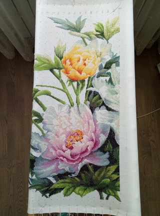 Мои восточные пионы №167403