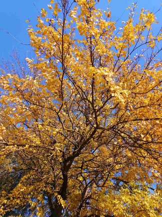 Вышивка - Моя Прелесть №167507