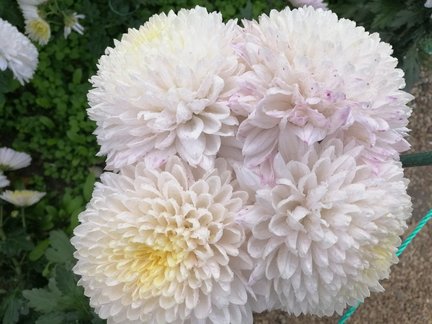 Никитский ботанический сад №168061