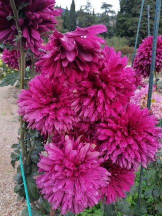 Никитский ботанический сад №168062