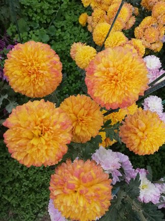 Никитский ботанический сад №168069