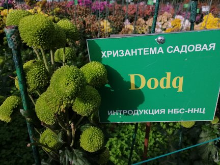 Никитский ботанический сад №168076