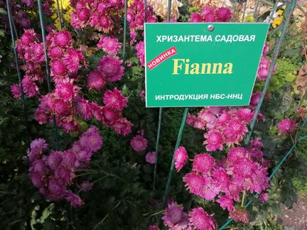 Никитский ботанический сад №168077