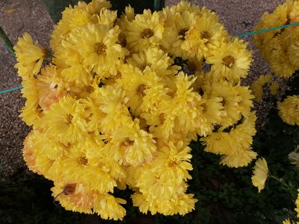 Никитский ботанический сад №168082