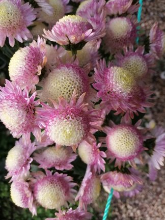 Никитский ботанический сад №168087