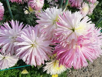 Никитский ботанический сад №168088