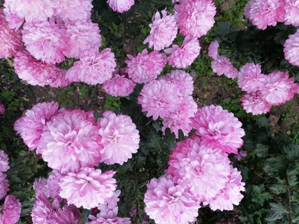 Никитский ботанический сад №168110