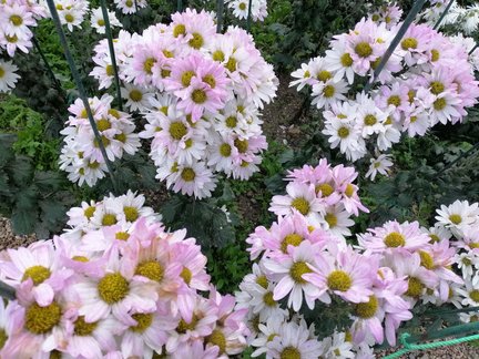 Никитский ботанический сад №168120