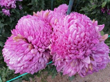 Никитский ботанический сад №168122