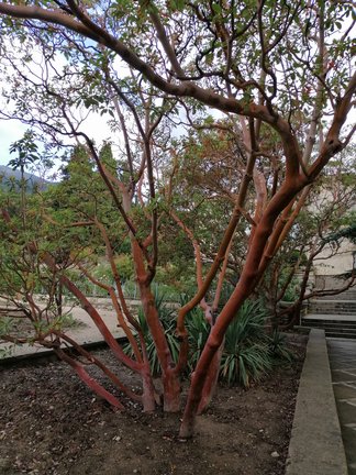 Никитский ботанический сад №168126