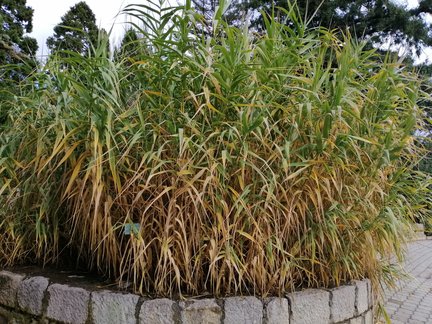 Никитский ботанический сад №168129