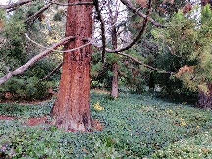 Никитский ботанический сад №168138