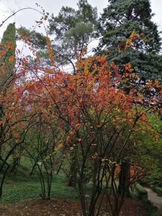 Никитский ботанический сад №168142