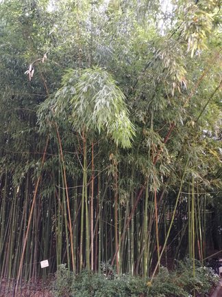 Никитский ботанический сад №168146