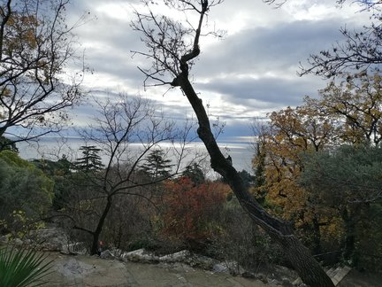 Никитский ботанический сад №168150