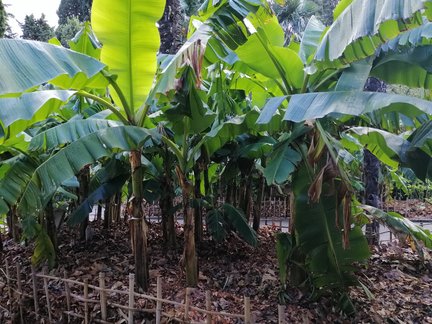 Никитский ботанический сад №168156