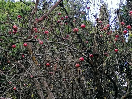 Никитский ботанический сад №168157