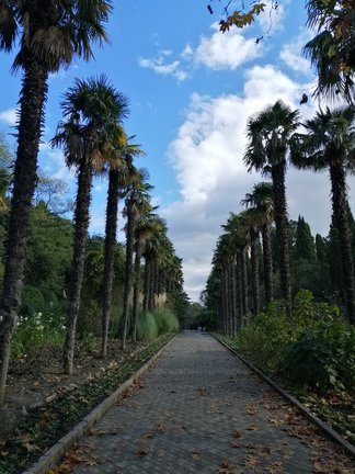 Никитский ботанический сад №168159