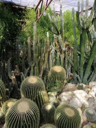 Никитский ботанический сад №168183