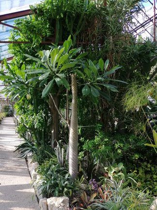 Никитский ботанический сад №168187