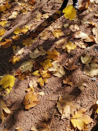 Никитский ботанический сад №168195