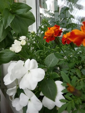 Мои любимые комнатные цветы №177767