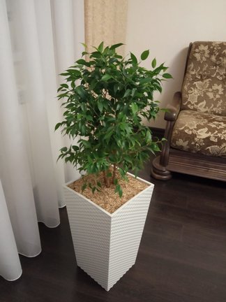 Мои любимые комнатные цветы №177771