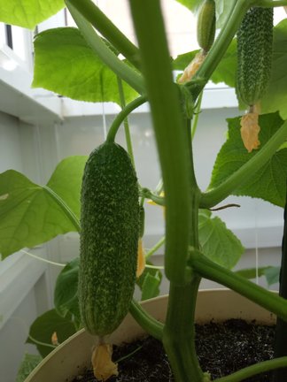 Мои любимые комнатные цветы №177774