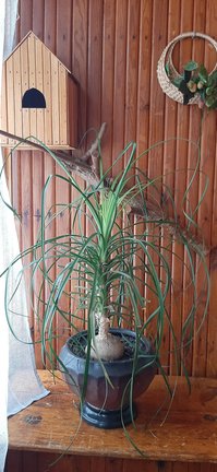 Мои любимые комнатные цветы №177810