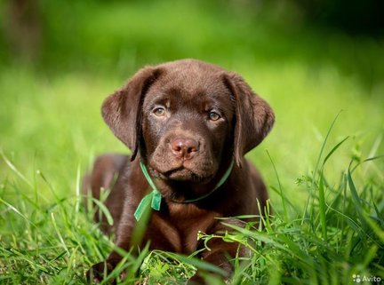 «Белочка» и др. мои работы по схемам этого сайта №178012