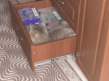 Химера «Леди в красном» и не только №179969