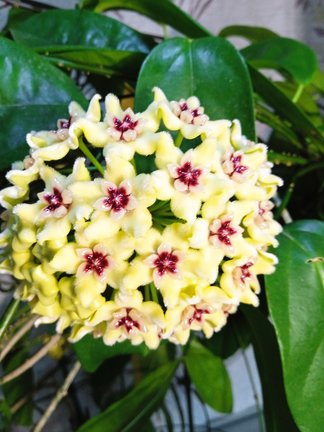 Маки перенабора Доме №181230