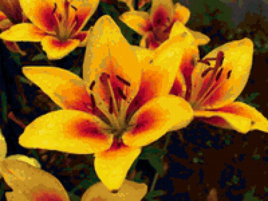 Лилии - лилия, природа, цветы - предпросмотр